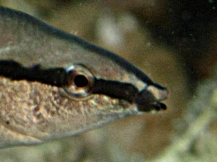 bouche dimidiatus